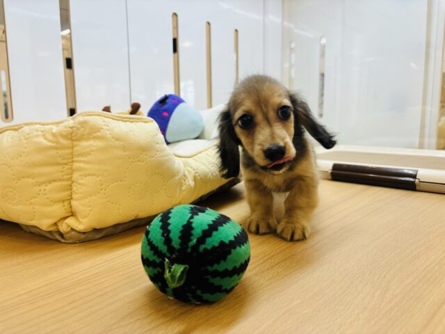 嬉しくてバックするよぉ〜♡カニンヘンダックスくん! カニンヘンダックス