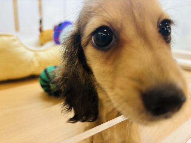 嬉しくてバックするよぉ〜♡カニンヘンダックスくん! カニンヘンダックス