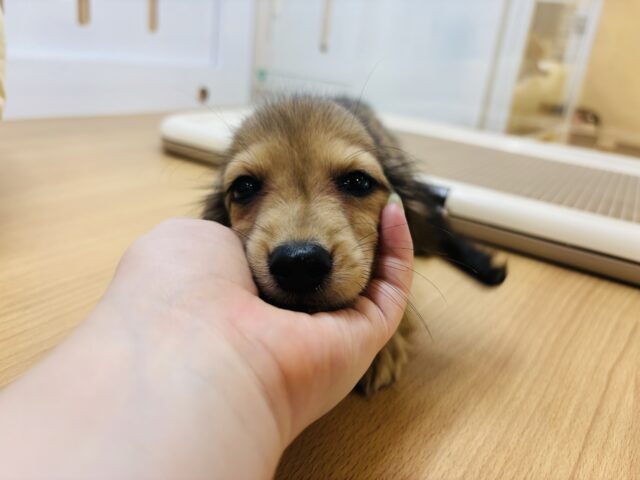 嬉しくてバックするよぉ〜♡カニンヘンダックスくん! カニンヘンダックス