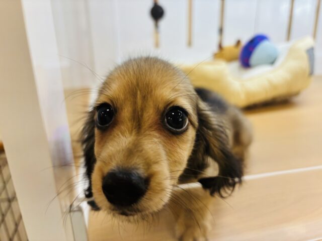 嬉しくてバックするよぉ〜♡カニンヘンダックスくん! カニンヘンダックス