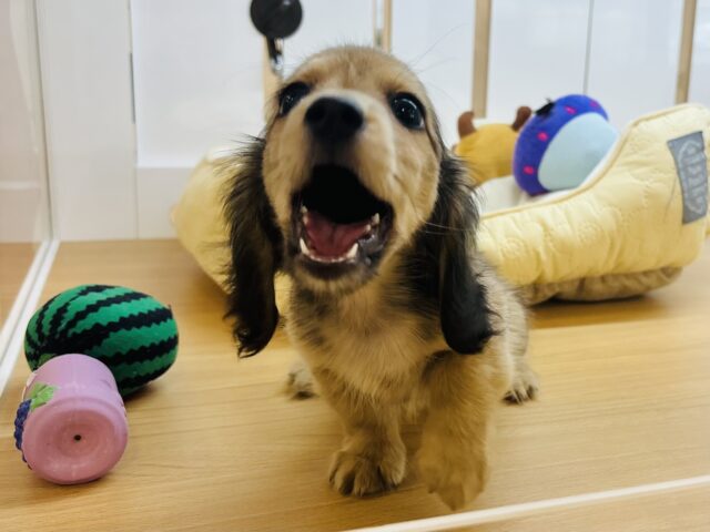 カニンヘンダックス