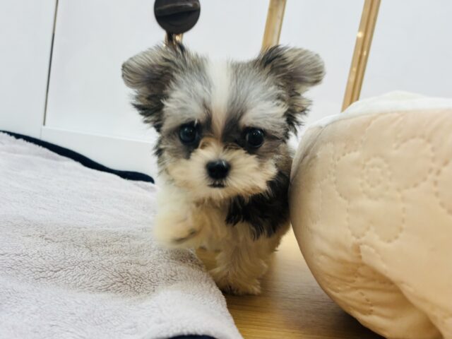 チワマル（マルチワ）