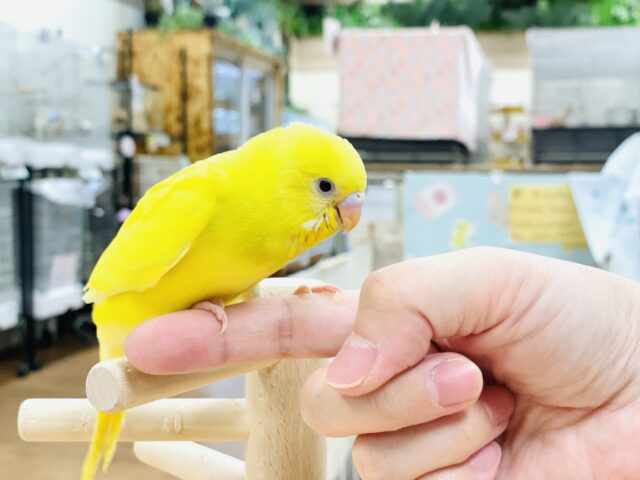セキセイインコ