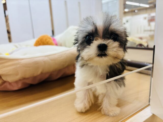 チワマル（マルチワ）