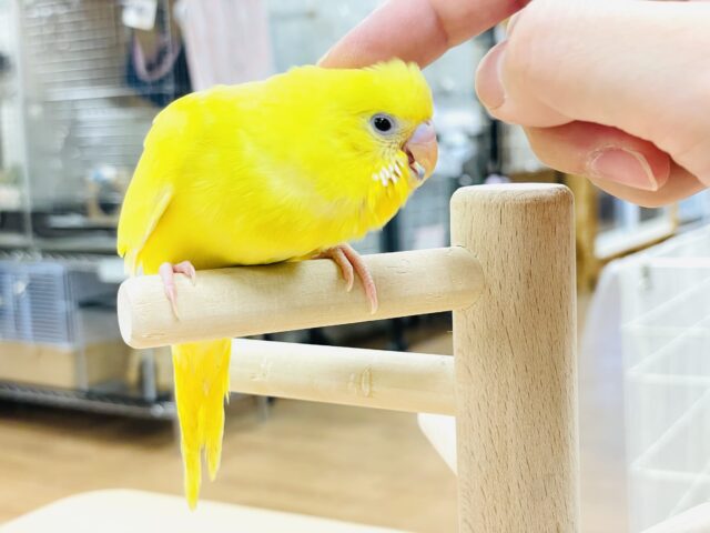 セキセイインコ