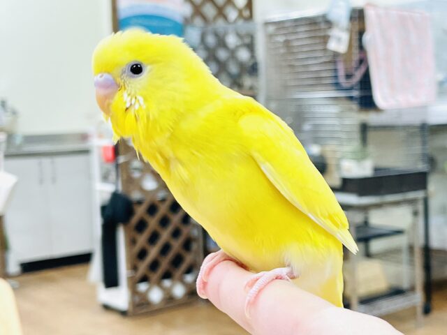 セキセイインコ