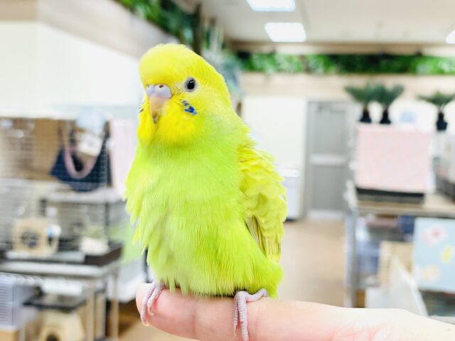 セキセイインコ
