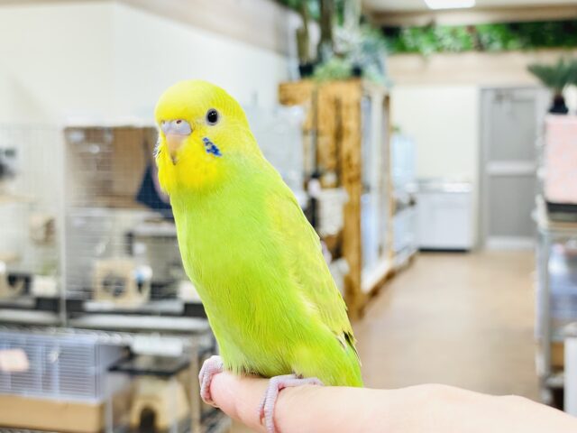セキセイインコ