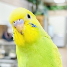 【最新画像】ちょっぴり恥ずかしがりや🫣💕なセキセイインコちゃん（スパングル）ヒナ