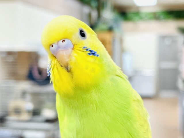 【最新画像】ちょっぴり恥ずかしがりや🫣💕なセキセイインコちゃん（スパングル）ヒナ