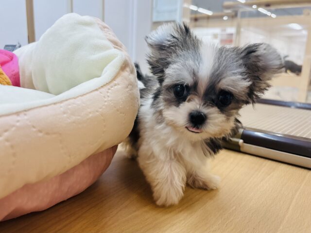 チワマル（マルチワ）