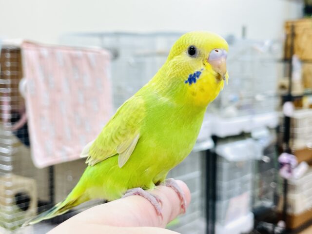 セキセイインコ