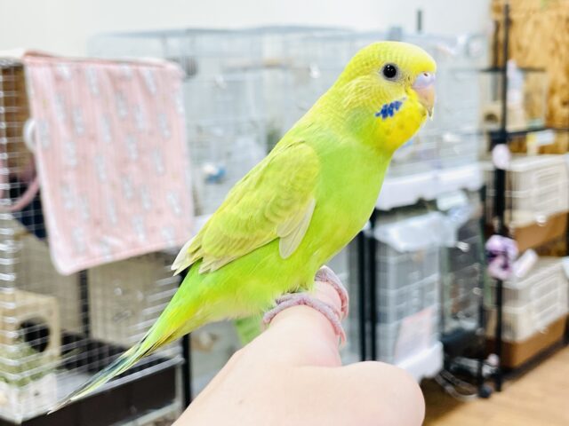 セキセイインコ