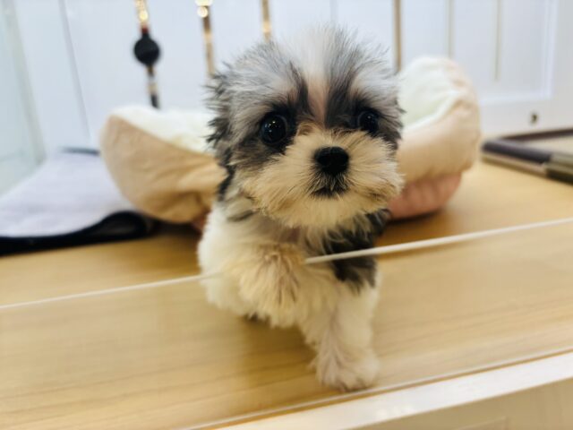 チワマル（マルチワ）