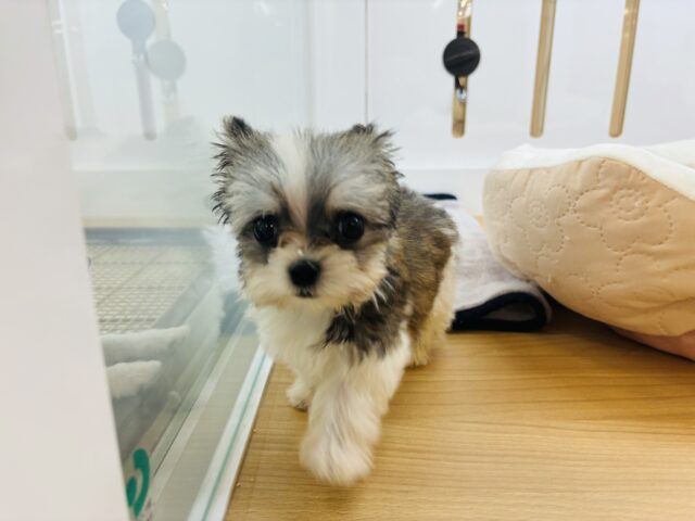 チワマル（マルチワ）