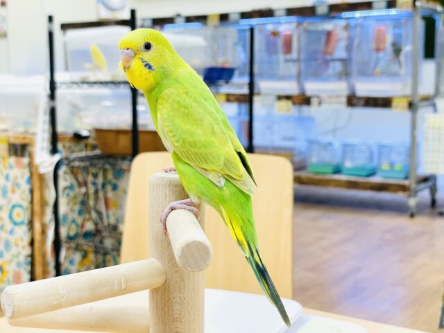 セキセイインコ