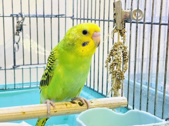 セキセイインコ
