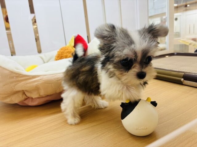 チワマル（マルチワ）