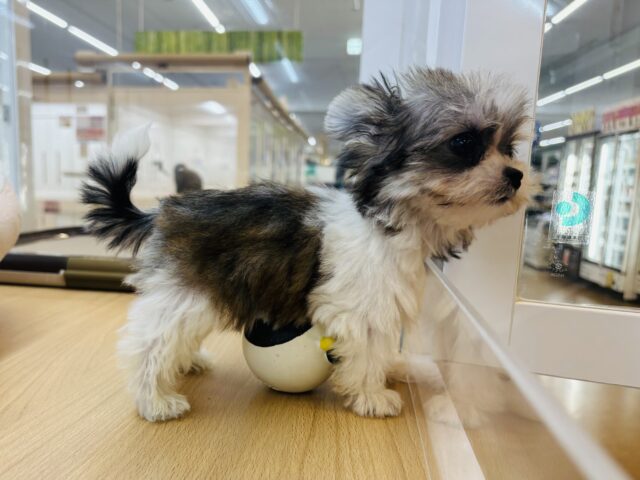 チワマル（マルチワ）