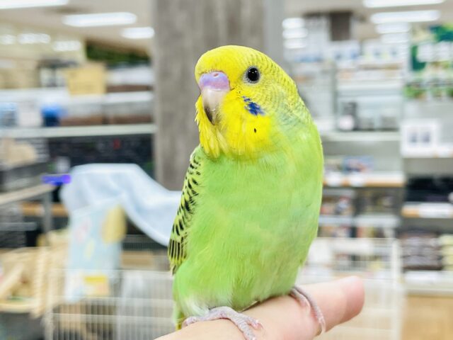 【最新画像】まんまるおめめで見つめちゃうよ💚セキセイインコ （オパーリン）ヒナ
