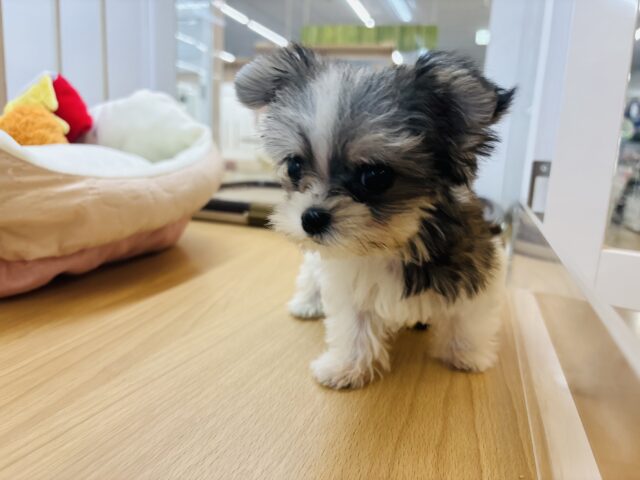 チワマル（マルチワ）