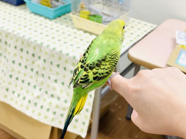 セキセイインコ