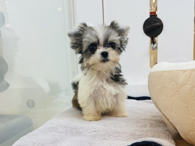 チワマル（マルチワ）