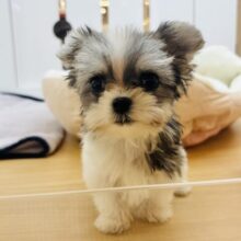 目が合ったらイ・チ・コ・ロ♡ミックス犬くん(チワワ×マルチーズ)