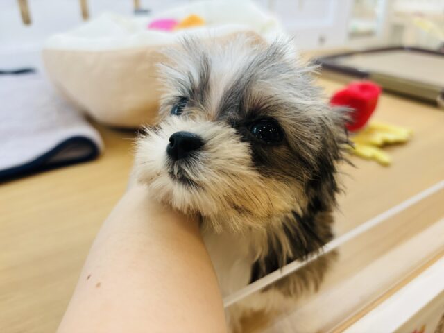 チワマル（マルチワ）