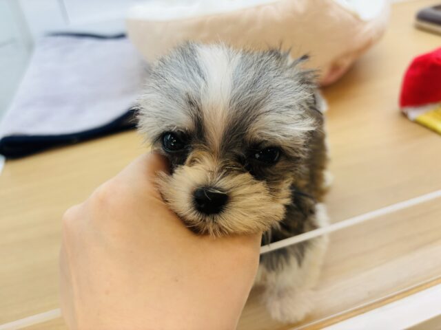 チワマル（マルチワ）