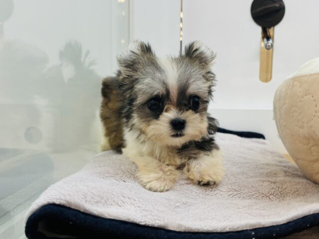 チワマル（マルチワ）