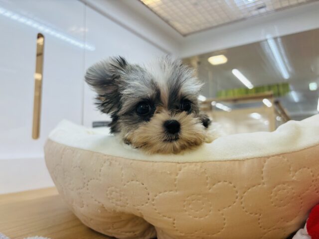 チワマル（マルチワ）