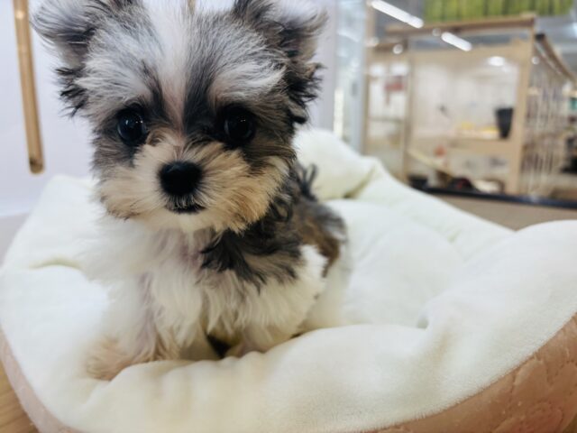 チワマル（マルチワ）