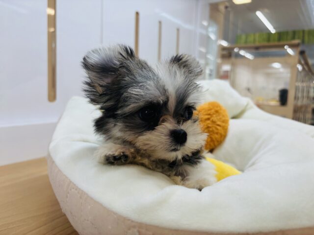 チワマル（マルチワ）