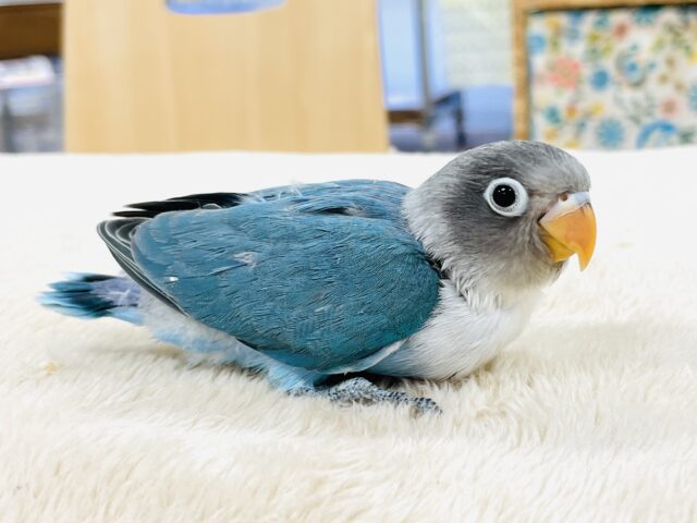 ブルーボタンインコ