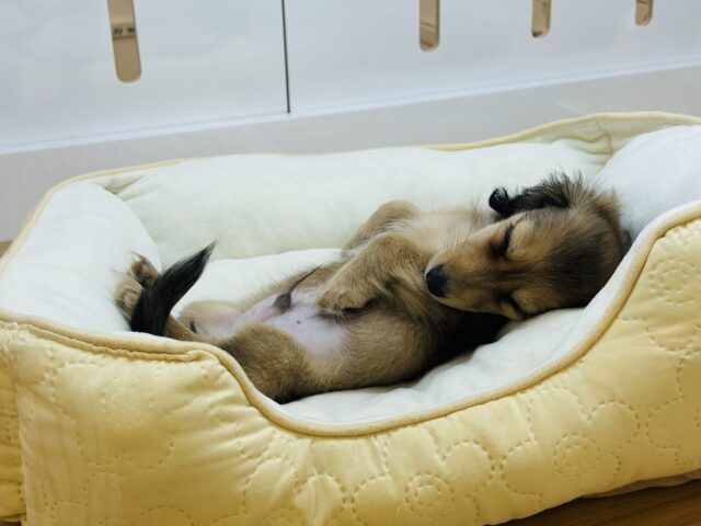 嬉しくてバックするよぉ〜♡カニンヘンダックスくん! カニンヘンダックス