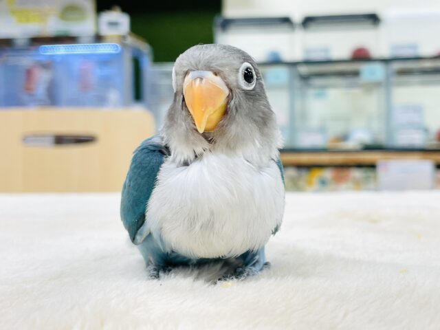 【最新画像】どこから見ても可愛い💙ブルーボタンインコ（ヒナ）