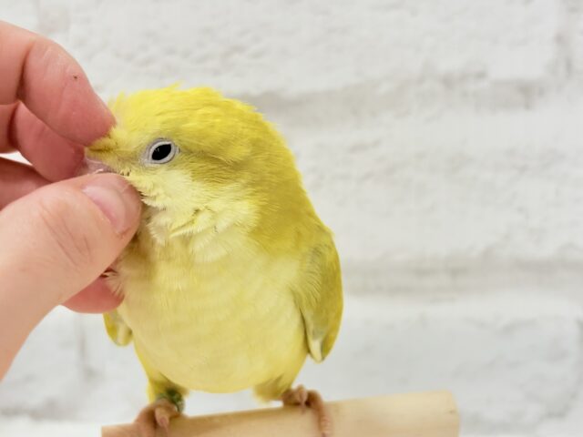 オキナインコ