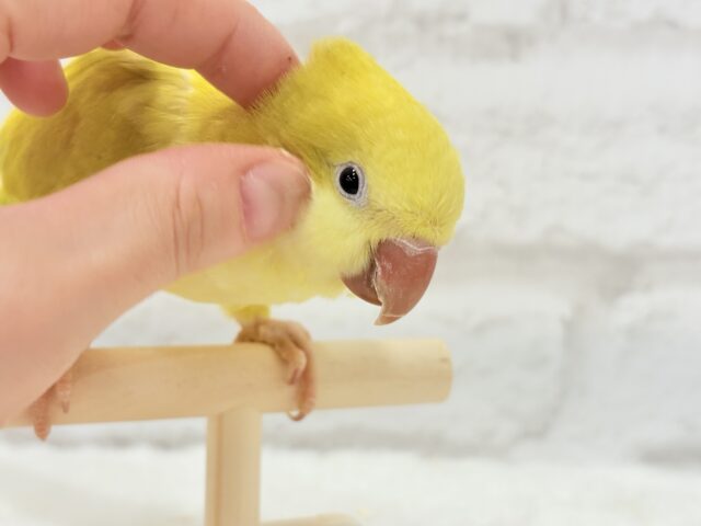 オキナインコ
