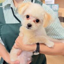 僕の愛はでっけ〜〜〜ぞ♥ミックス犬くん(トイプードル×ポメラニアン)