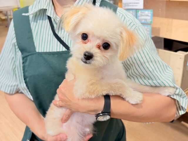 僕の愛はでっけ〜〜〜ぞ♥ミックス犬くん(トイプードル×ポメラニアン)