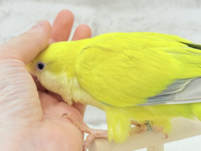 オキナインコ