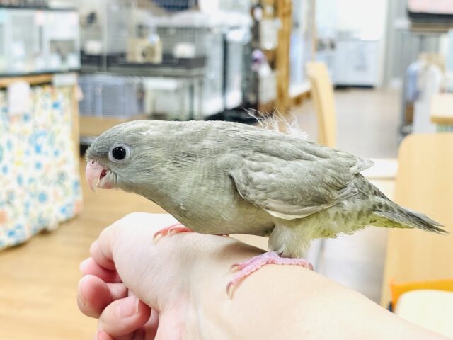 サザナミインコ