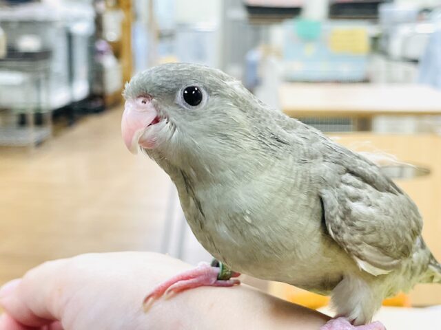 サザナミインコ