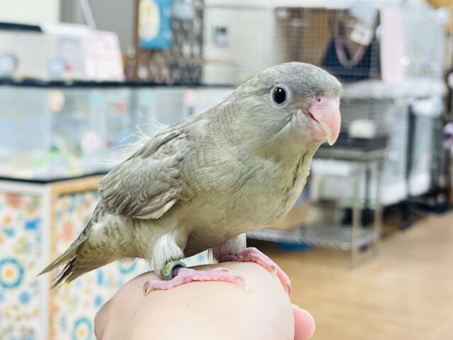 サザナミインコ