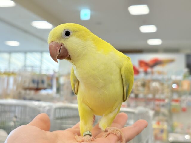 オキナインコ