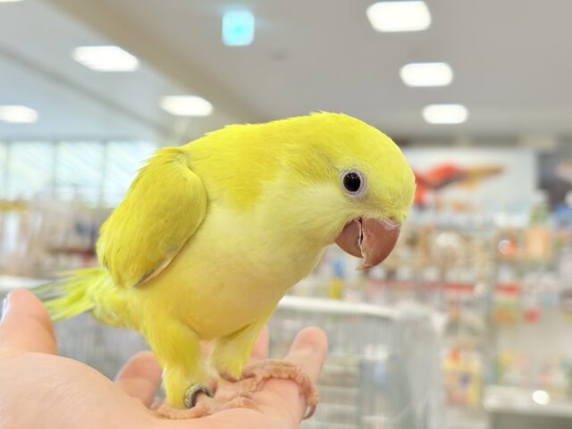 オキナインコ