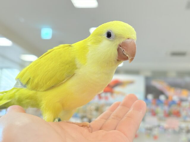 オキナインコ