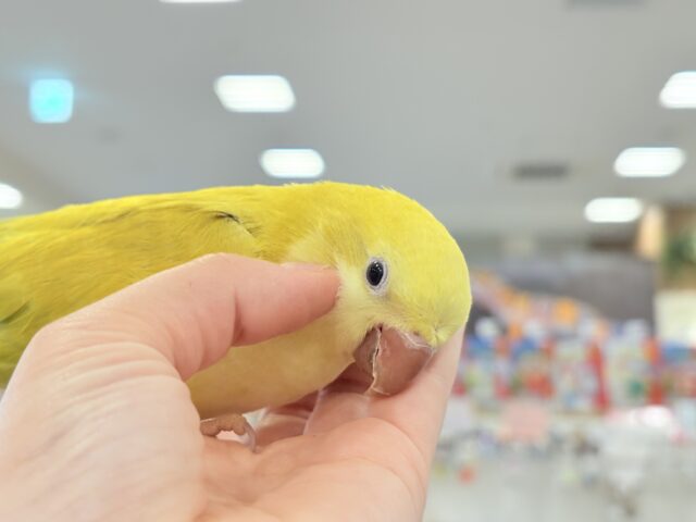 オキナインコ