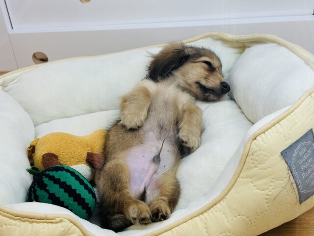 嬉しくてバックするよぉ〜♡カニンヘンダックスくん! カニンヘンダックス